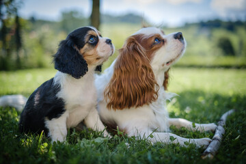 Cavalier King Charles Spaniel puppy