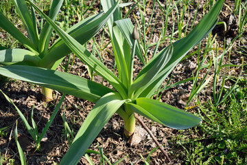 Fototapeta premium comparison of the growth of large garlic with ordinary garlic, close-up