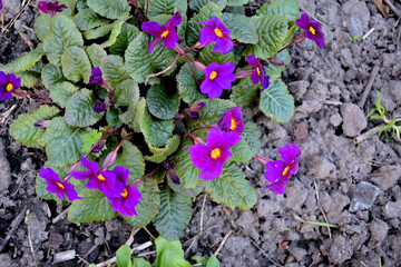 blooming primroses in the garden as a texture background