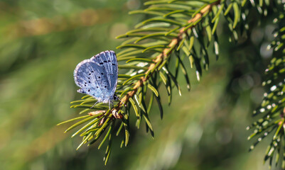 Modraszek wieszczek  © Gabriela