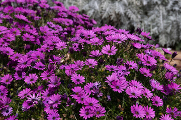 Fototapeta premium Close up of Purple daisies, beautiful flowers
