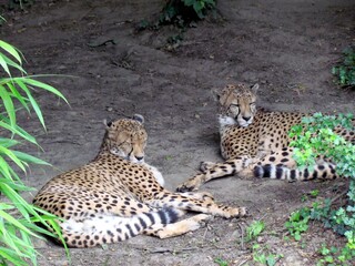 guepard