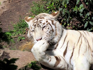 tigre