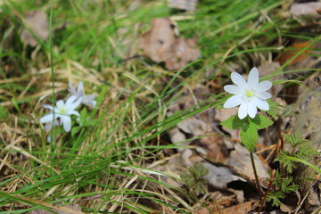 Beautiful pink crocus flowers in the forest in early spring. The first flowers are a symbol of spring Blooming tree anemones in spring on the background of nature First spring flowers, glade in the