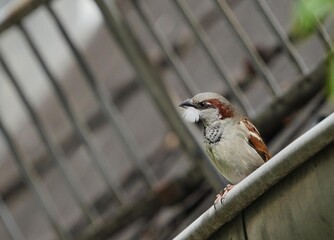 Spatz bzw. Haussperling auf dem Dach mit Nestbaumaterial bzw. Feder im Schnabel