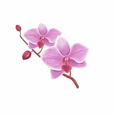 Pink orchid phalaenopsis flower realistic drawing. Orchid flowers on the white background © Alexandr