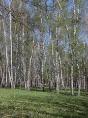 A birch grove with young leaves in spring and a green clearing with dandelions.