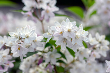 Deutzia gracilis romantic bright white flowering plant, bunch of amazing and beautiful slender flowers on shrub branches