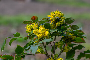 Mahonia aquifolium in bloom, yellow flowering plant called oregon grape, pinnate green evergreen leaves