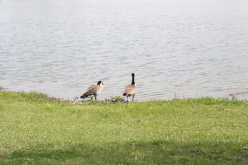 Obraz na płótnie Canvas Geese enjoying the lake
