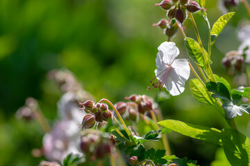 geranium cantabrigiense biokovo white flowering cranesbills plants, group of white flowers and buds...