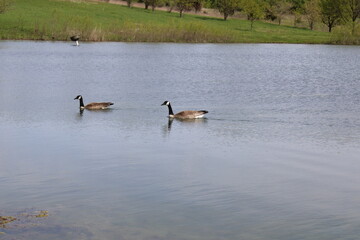 Geese on a lake