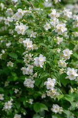 Philadelphus coronarius sweet mock-orange white flowers in bloom on shrub branches, flowering English dogwood ornamental plant
