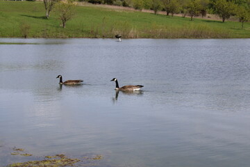 Swimming geese