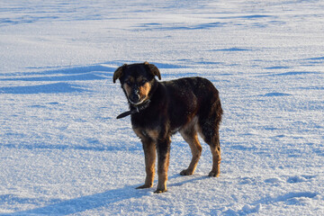 Photo of a young dog on a snow-covered field