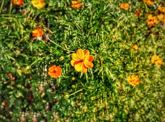 flowers in the garden