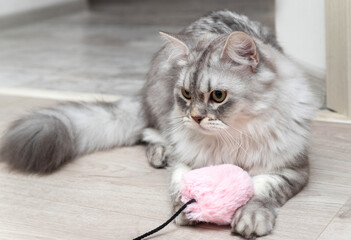 Fototapeta na wymiar A beautiful grey Scottish kitten with brown eyes. He's playing with a pink ball. He's very angry. Horizontally. Soft focus.