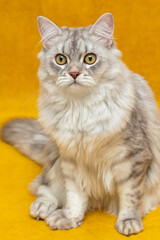A very beautiful grey Scottish kitten with brown eyes. It sits on a yellow background and looks at you. Wallpaper, postcard. Vertically. Soft focus.