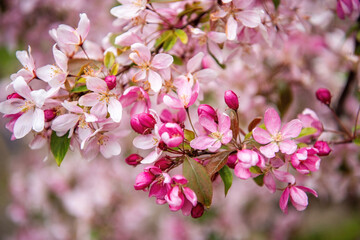 Fototapeta na wymiar Spring pink flowers. Beautifully blossoming tree branch. Cherry - Sakura with a natural background.