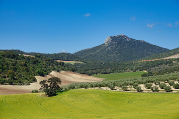 Fototapeta na wymiar Agricultural landscape with hills and mountains in Andalusia (Spain)