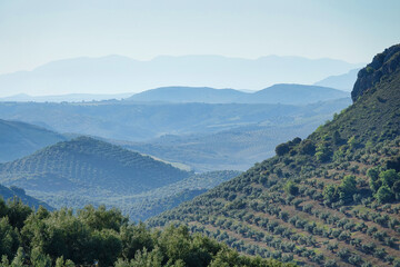 Andalusian landscape with large extensions of olive trees between hills and mountains