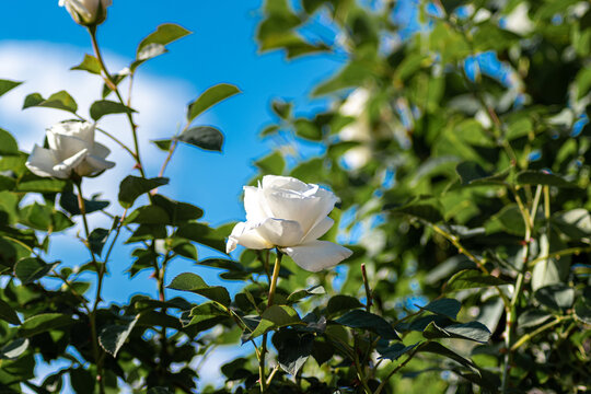 Rose bush with white roses.