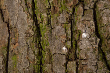 Tree bark background texture with green moss