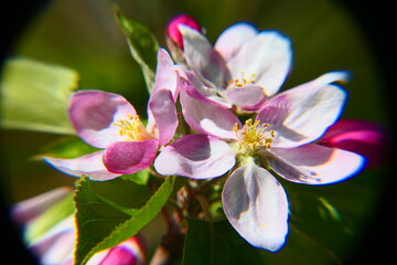 Apfel Blüte