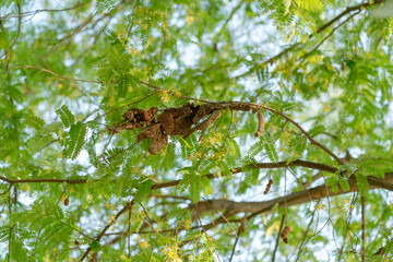 Wasp nest on the green tamarind tree in the nature.