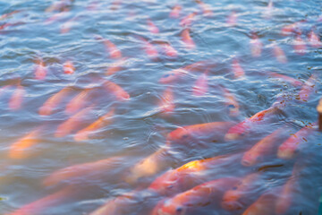 Fototapeta na wymiar red Koi fishes swim in an open pond, red, white and orange fish in open water. fish Koi