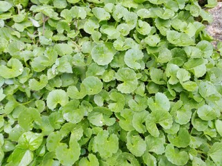 green leaves background