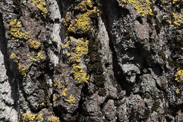 Moss grows on the bark of an old tree.