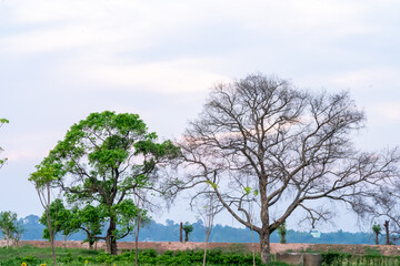 Fototapeta premium Half alive and half dead tree standing