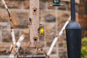 American goldfinch (Spinus tristis) male at a bird feeder in spring, shot in the Beaches neighbourhood of Toronto