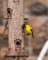 American goldfinch (Spinus tristis) male at a bird feeder in spring, shot in the Beaches neighbourhood of Toronto