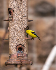 American goldfinch (Spinus tristis) male at a bird feeder in spring, shot in the Beaches neighbourhood of Toronto