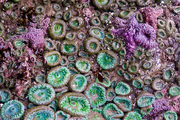 Purple starfish and anemones on rock sea wall