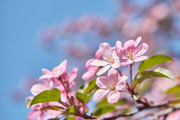 Flowers of a pink apple tree against a blue sky.