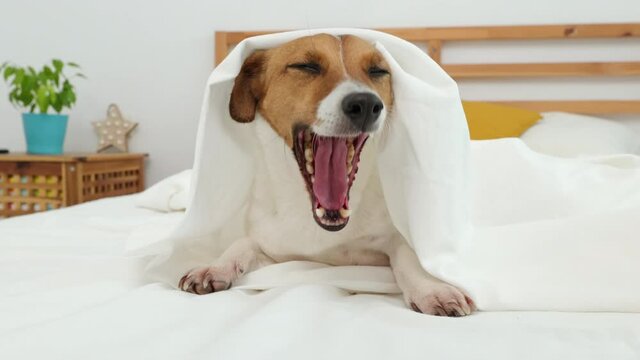 Dog lies on bed yawns on under white blanket looks with interest at owner morning. Jack Russel Terrier Pets. Care attention love for pets. Front view. Family concept