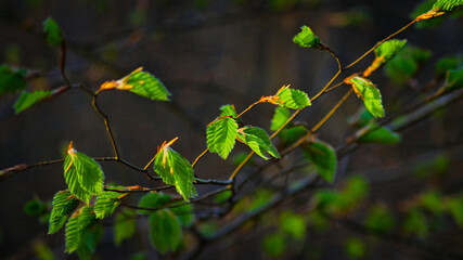 Piękne zielone liście w lesie.