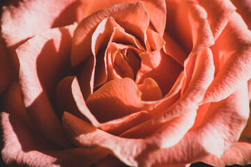 

Rose petals. Natural bright roses background. Bright red rose for Valentine Day. Closeup, macro shot. Red rose flower. Roses in flower shop. A red rose bloom