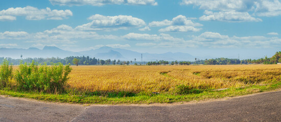 landscape with trees