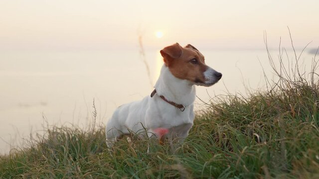 Dog Jack Russell Terrier Walk Through Clearing on Rocky Shore, looking forward on Green Grass in Spring background of Sea Water and Sunset Slide Sun. Pets. Lifestyle. Freedom