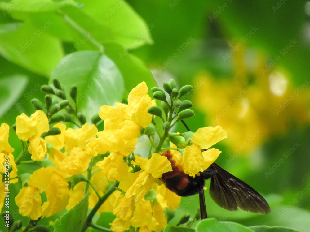 Canvas Prints pterocarpus indicus willd