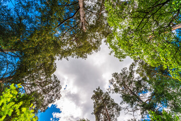 Variety crowns of the trees in the summer forest against the cloudy sky. Bottom view of the trees