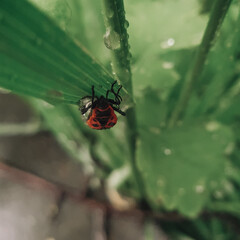 spider on a web