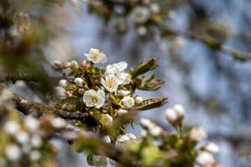 Blooming twig of cherry tree - 433297761