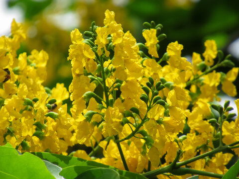 Pterocarpus indicus Willd