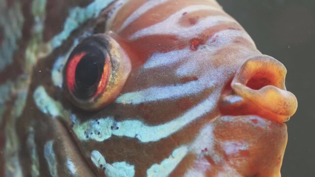Orange fish discus swimming in aquarium. Close up of fish eye