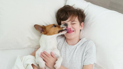 Happy boy hugs dog tongue licks face male Jack Russell Terrier smiling is lying in bed on white blanket morning. Child dog plays emotionally. Childhood. Pets. Care attention love for pets. Top view - Powered by Adobe